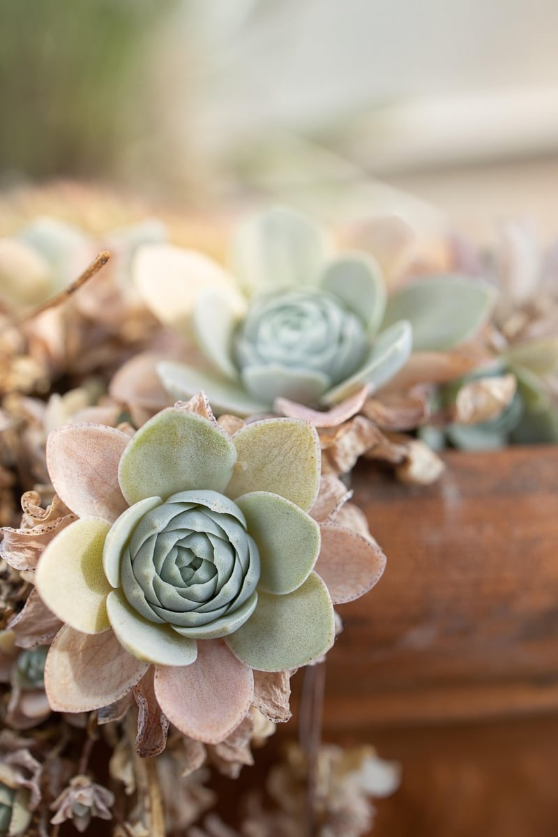 Botanical Installations