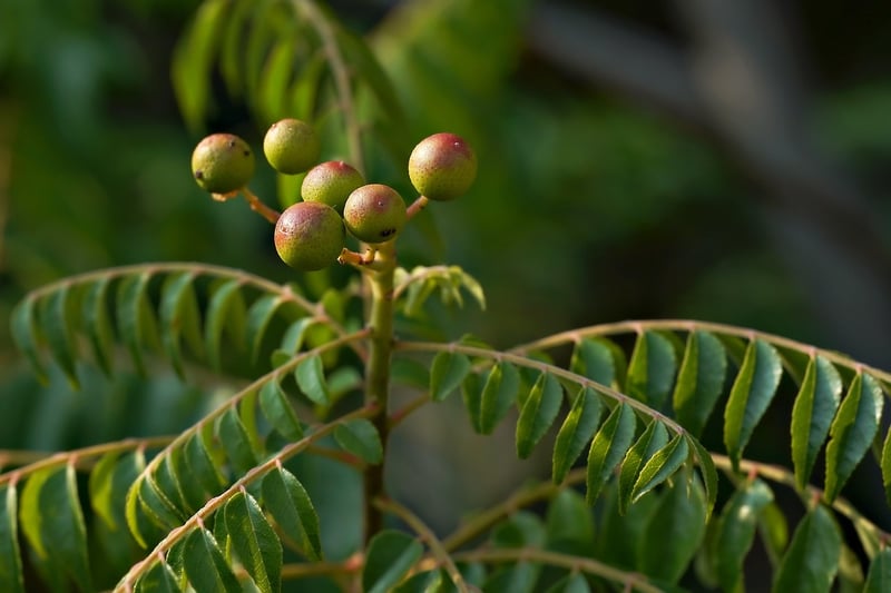 Botanical Materials